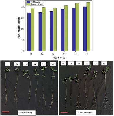 Unveiling the potential of cellulose nanofibre based nitrogen fertilizer and its transformative effect on Vigna radiata (Mung Bean): nanofibre for sustainable agriculture